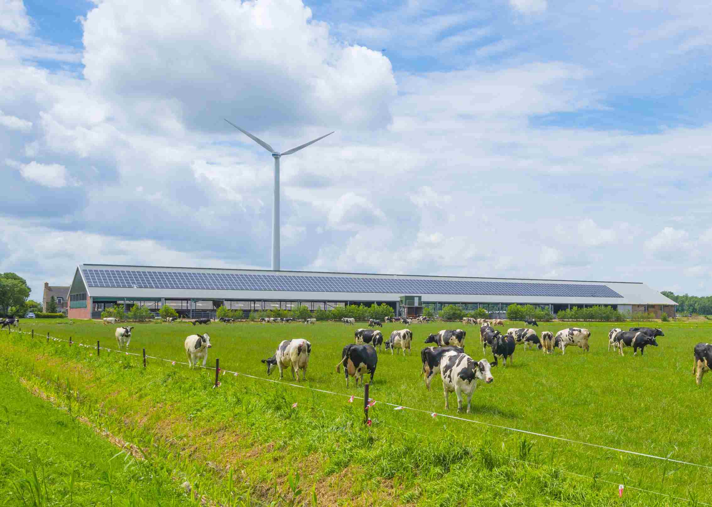 Melkveebedrijf met zonnepanelen en een windturbine
